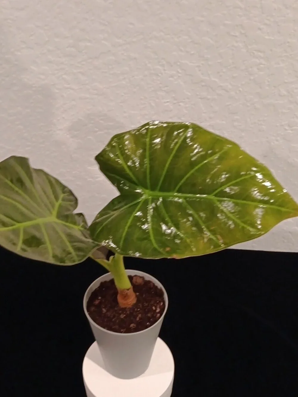 Indoor Green Alocasia Plant in Green - LIVE PLANT